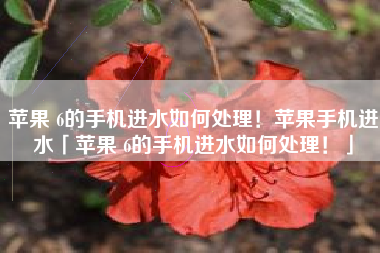 苹果 6的手机进水如何处理！苹果手机进水「苹果 6的手机进水如何处理！」